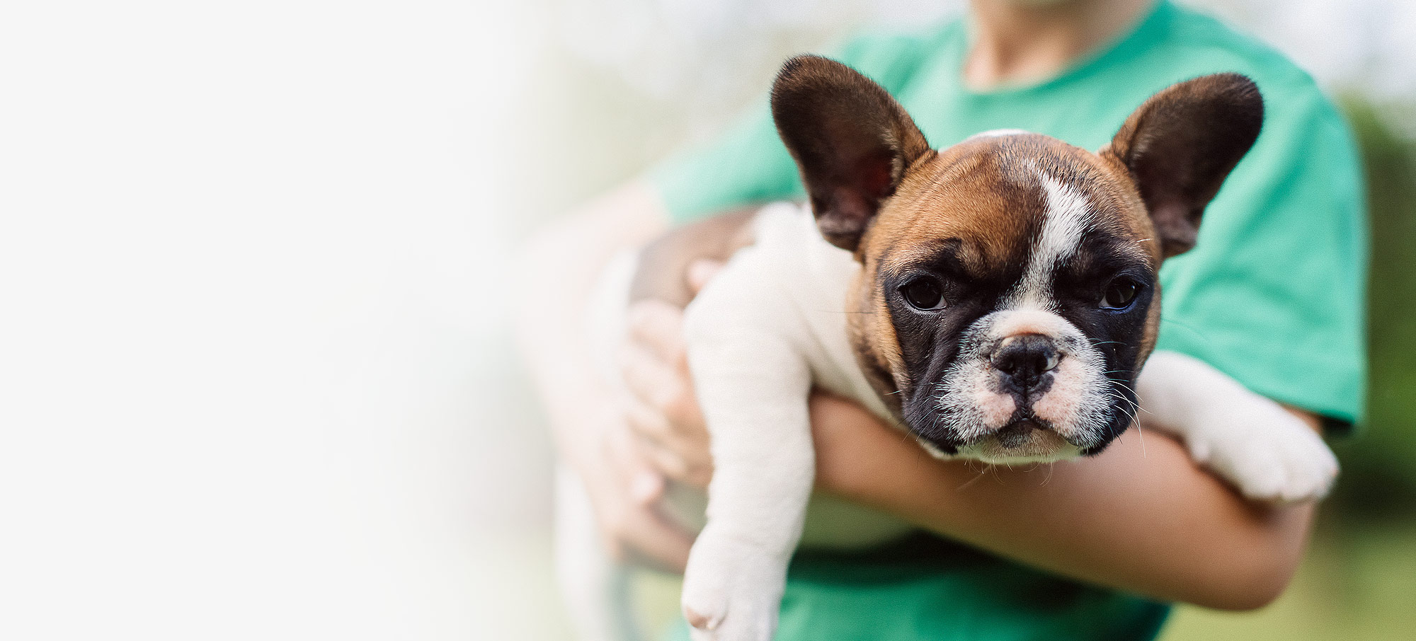 pet loans for bad credit pet loans for bad credit